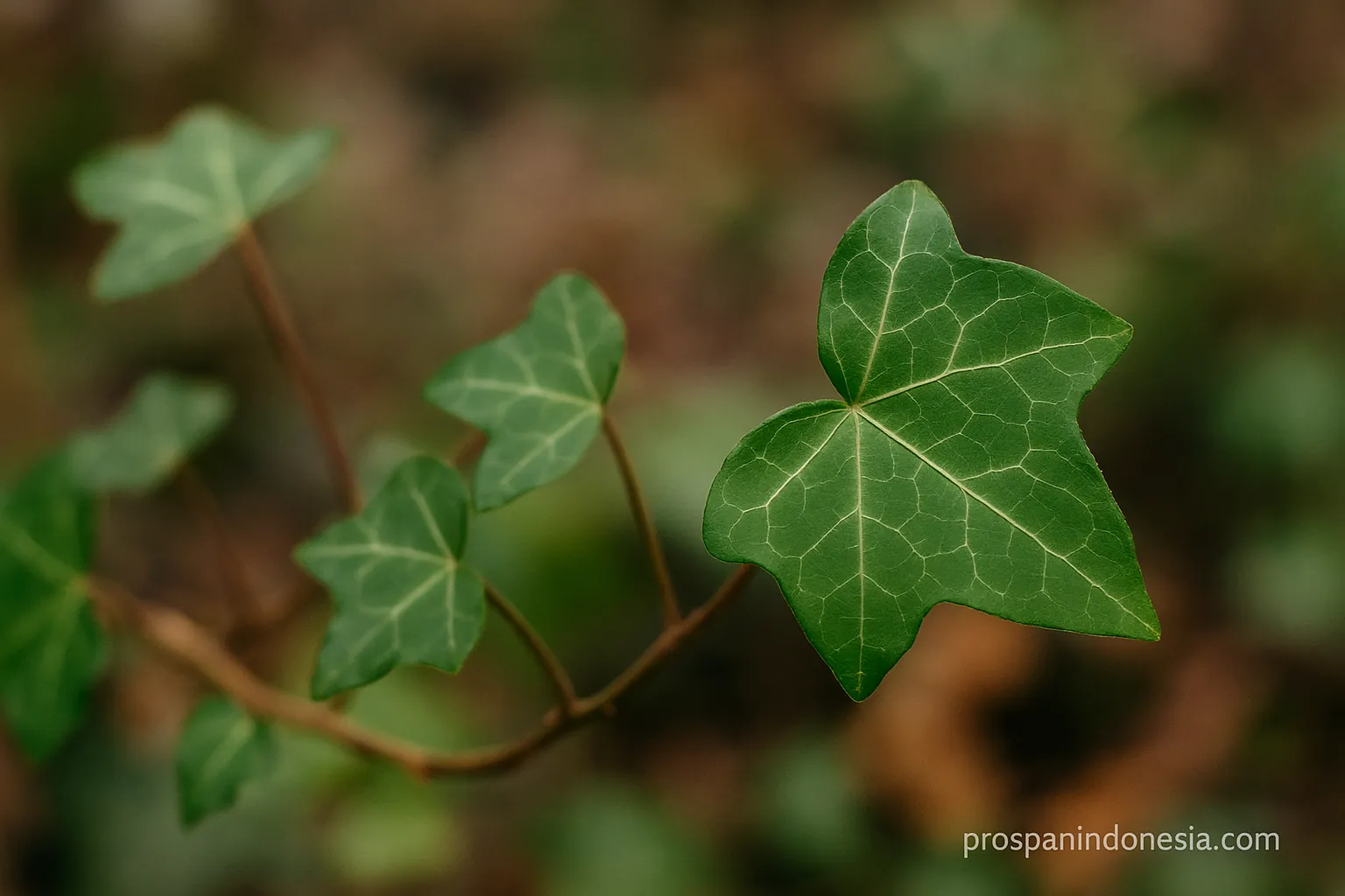 Khasiat Daun Ivy Herbal Antiinflamasi Pereda Batuk Alami